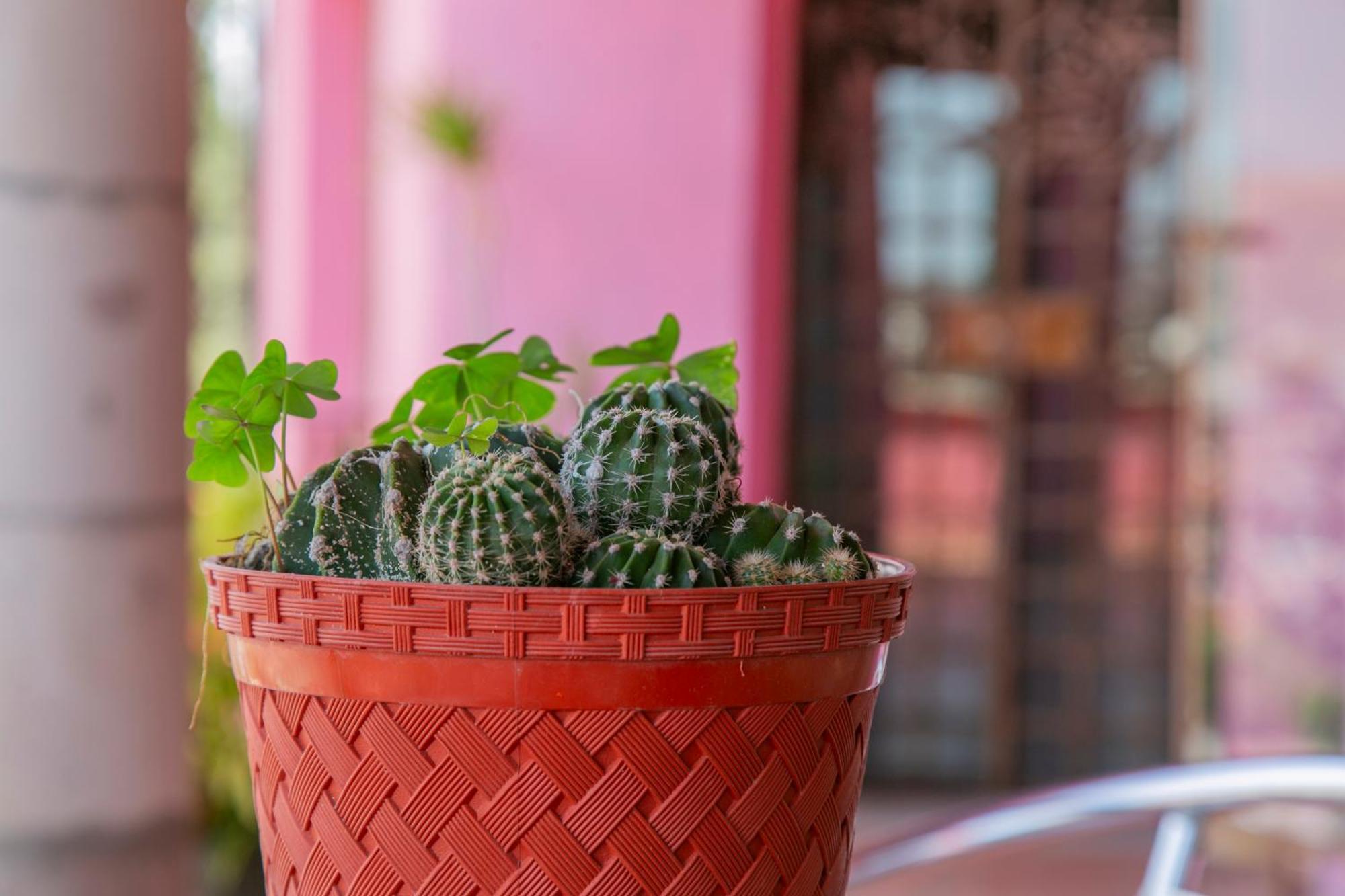 Hotel Chocolate Suites Guanajuato Zewnętrze zdjęcie